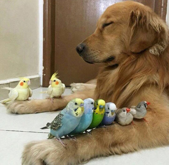 Dog With Sparrows Funny Sleeping Animal