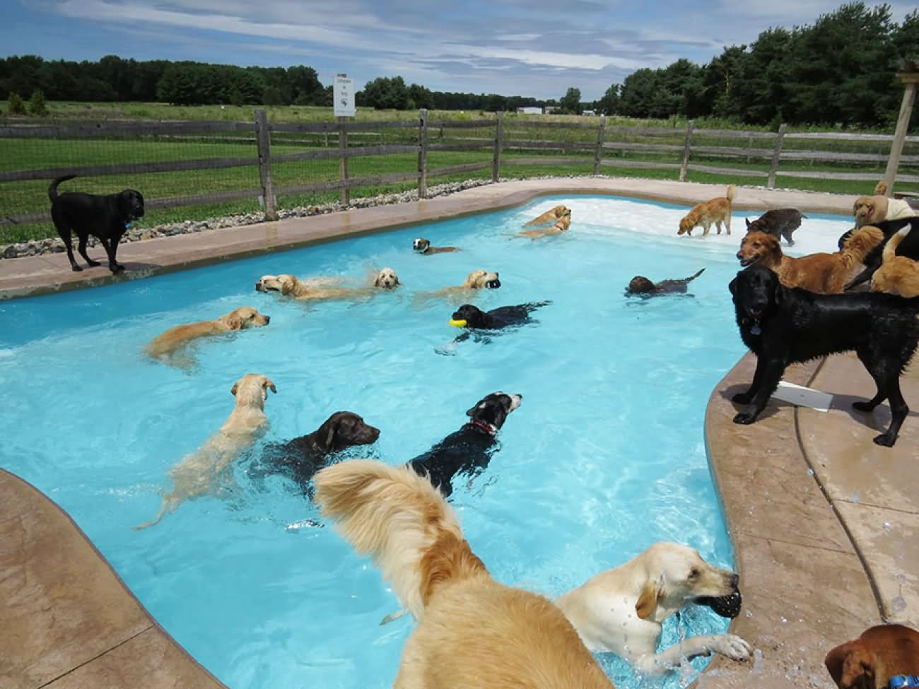 Dogs In Swimming Pool Funny Picture