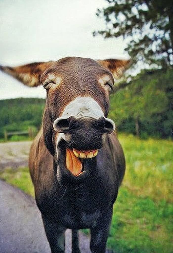 Donkey Funny Laughing