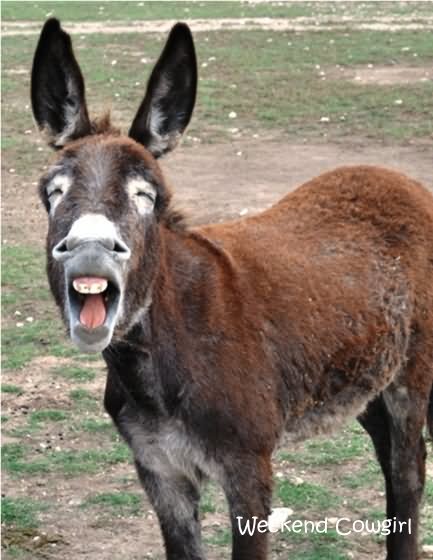 Donkey Funny Shocking Face