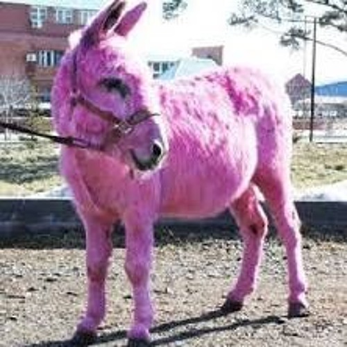 Donkey In Pink Color Funny Picture