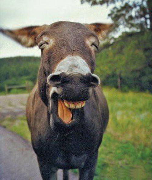 Donkey Laughing Very Funny Picture