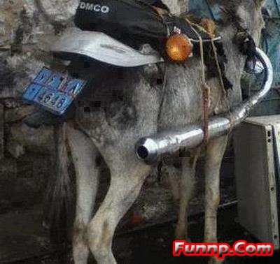 Donkey Modified Into Bike Funny Picture