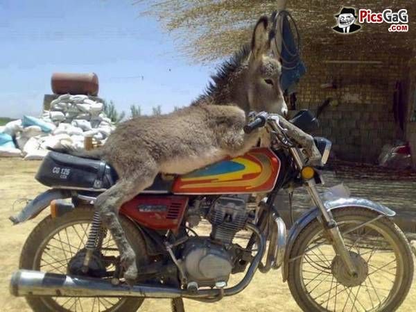 Donkey Riding Bike Very Funny Funny Picture
