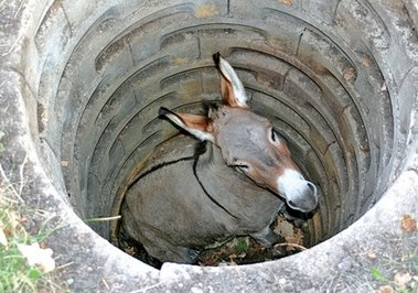 Donkey Stuck In Well Very Funny Picture