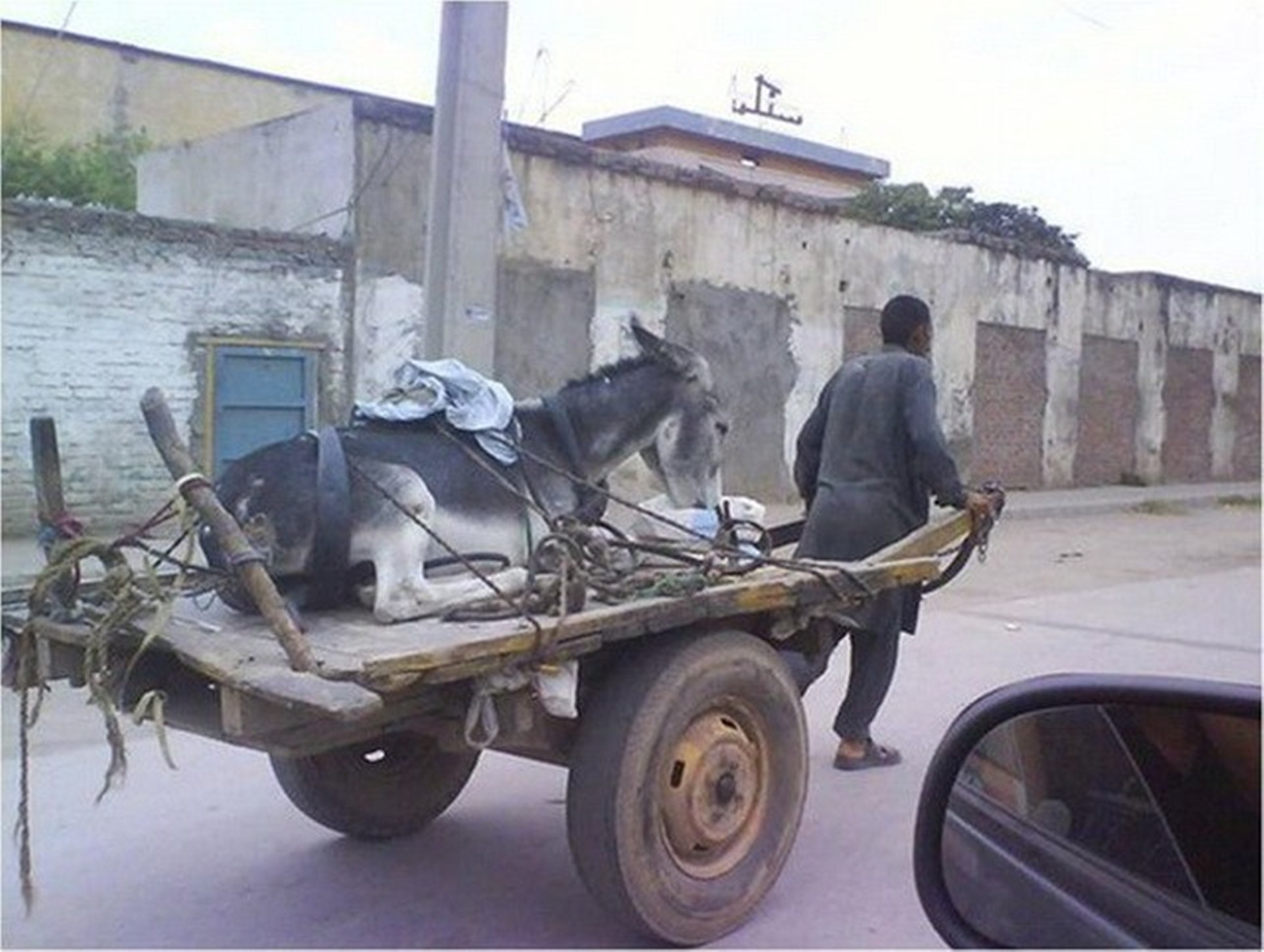 Donkey Traveling Man Cart Funny Picture