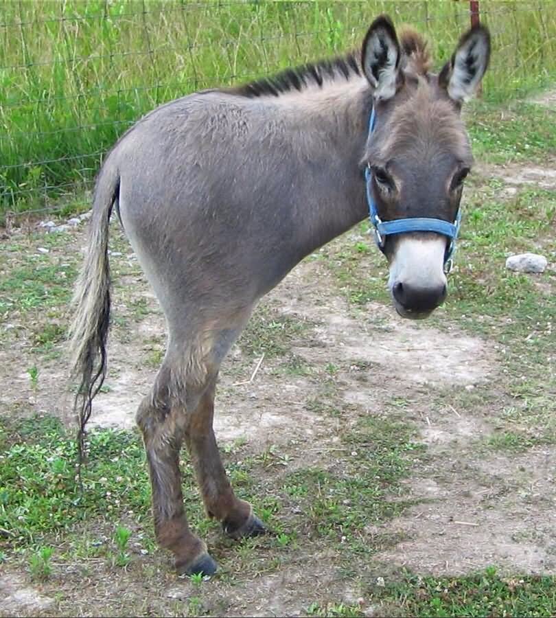 Donkey With Two Legs Photoshopped Funny Image