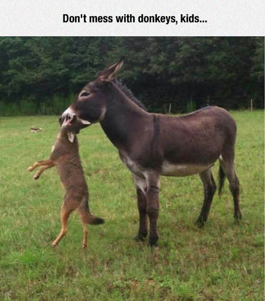 Don't Mess With Donkey Kids Funny Picture