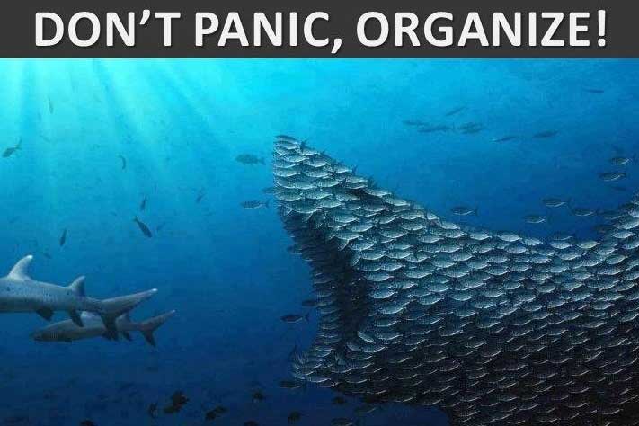 Don't Panic Organize Funny Shark