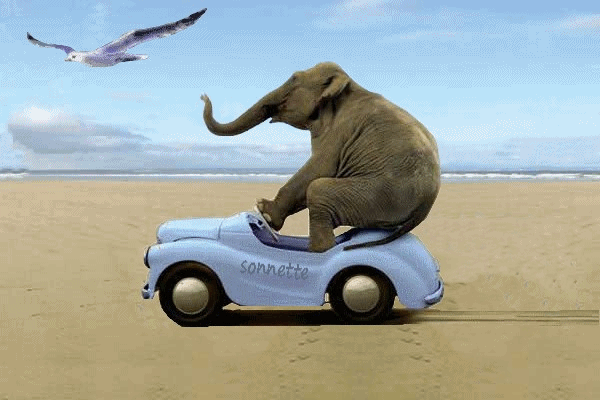 Elephant Driving Toy Car Funny Gif