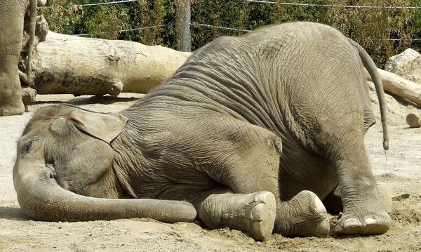 Elephant Funny Sleeping Animal Picture