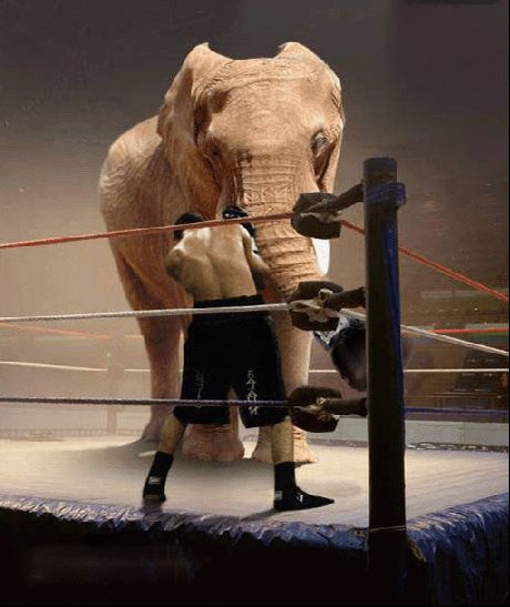 Elephant In Boxing Ring Funny Picture