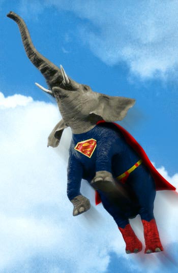 Elephant In Superman Costume Funny Picture