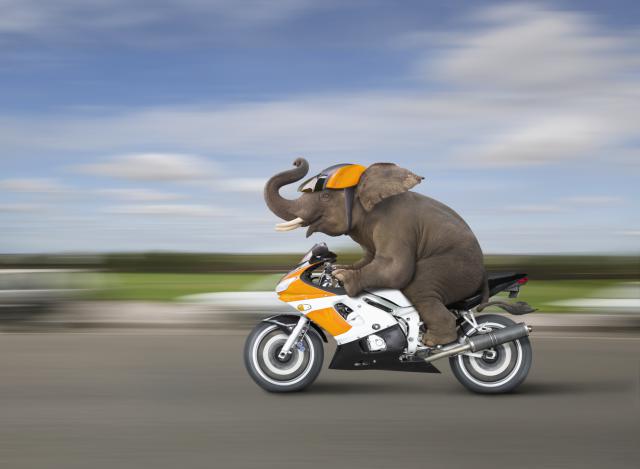 Elephant Riding Bike Funny Picture