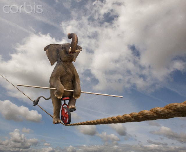 Elephant Riding Cycle On Tightrope Funny Picture