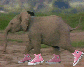 Elephant Running With Shoes Funny Gif