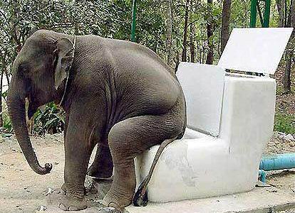 Elephant Sit On Toilet Seat Funny Picture