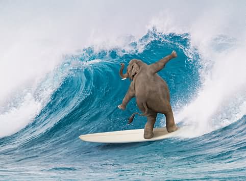 Elephant Surfing Funny Picture