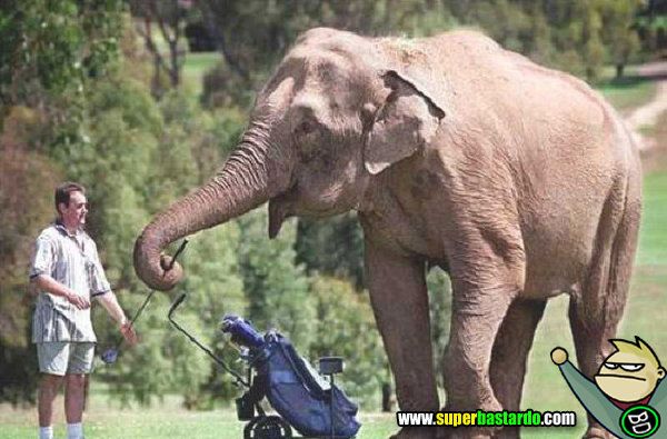 Elephant With Golf Stick Funny Picture