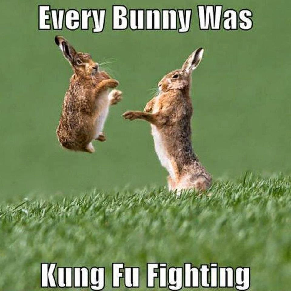 Every Bunny Was Kung Fu Fighting Funny Picture