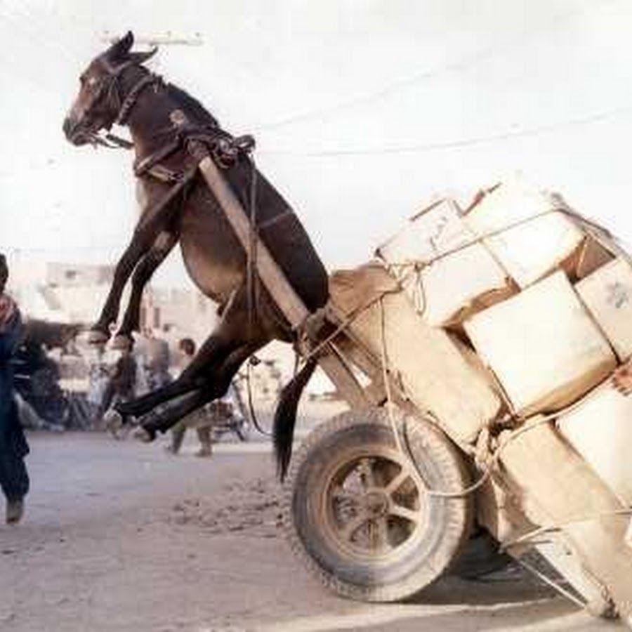 Funny Accident Donkey Cart