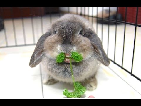 Funny And Cute Bunny Eating Grass