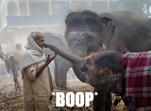 Funny Baby Elephant Boop Picture