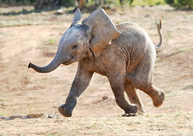 Funny Baby Elephant Running Image