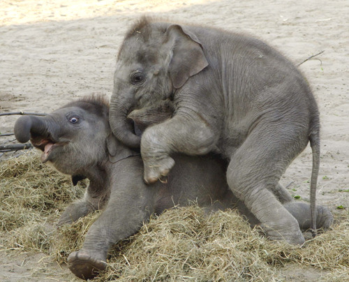 Funny Babies Elephant