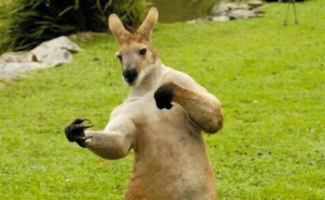 Funny Boxing Kangaroo Picture