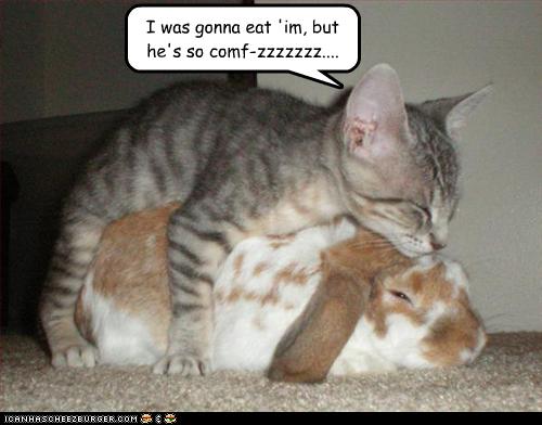 Funny Bunny And Cat Fighting Picture
