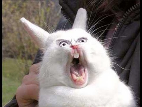 Funny Bunny Angry Face