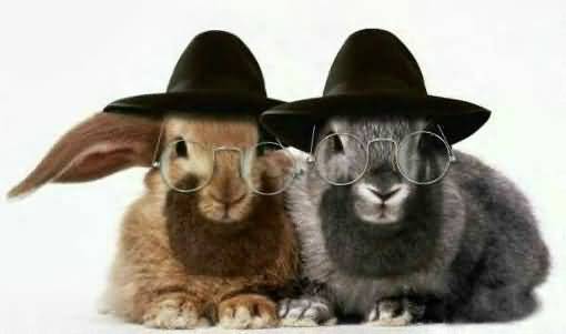 Funny Bunny Couple In Hat And Sunglasses