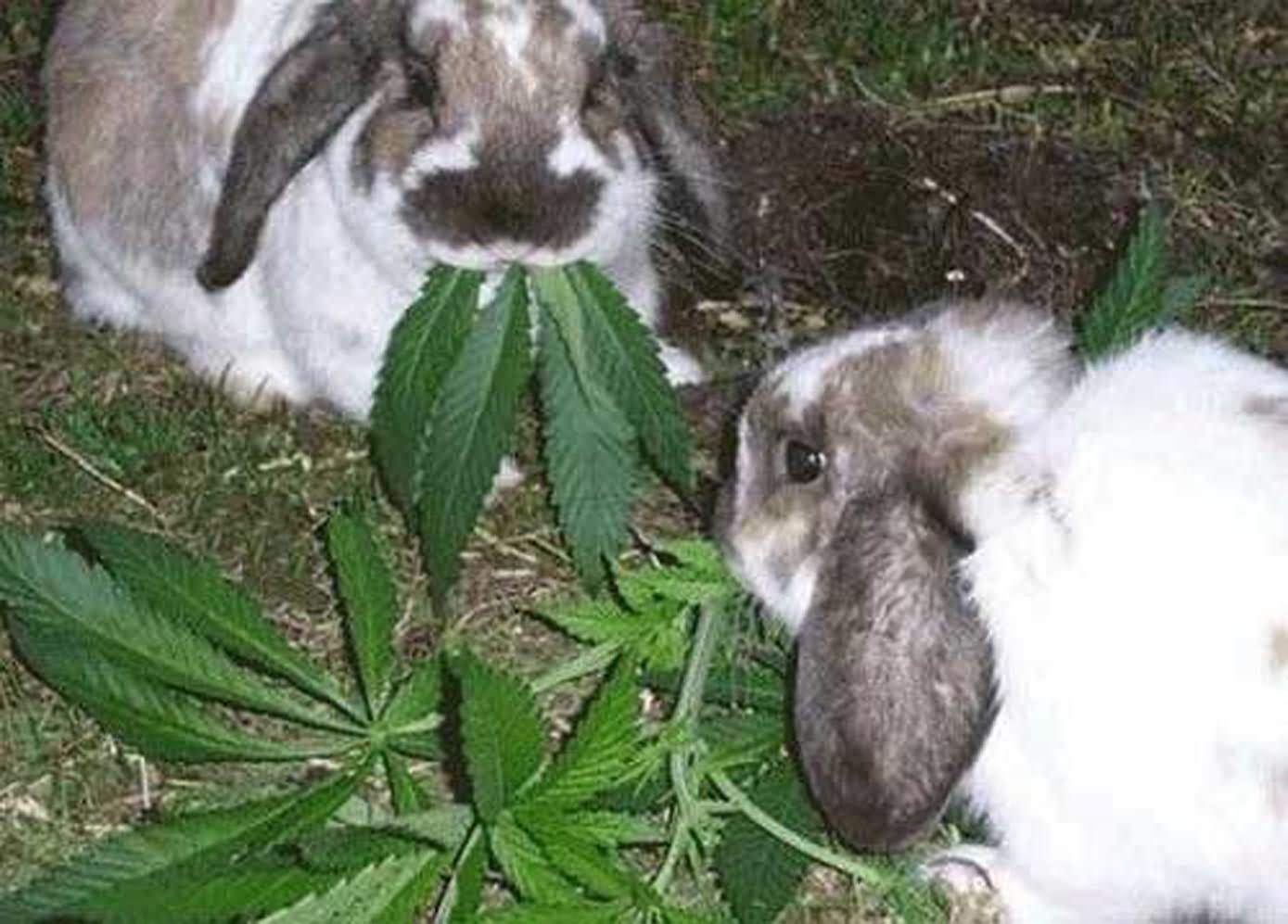 Funny Bunny Eating Leaves