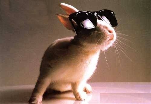 Funny Bunny In Sunglasses