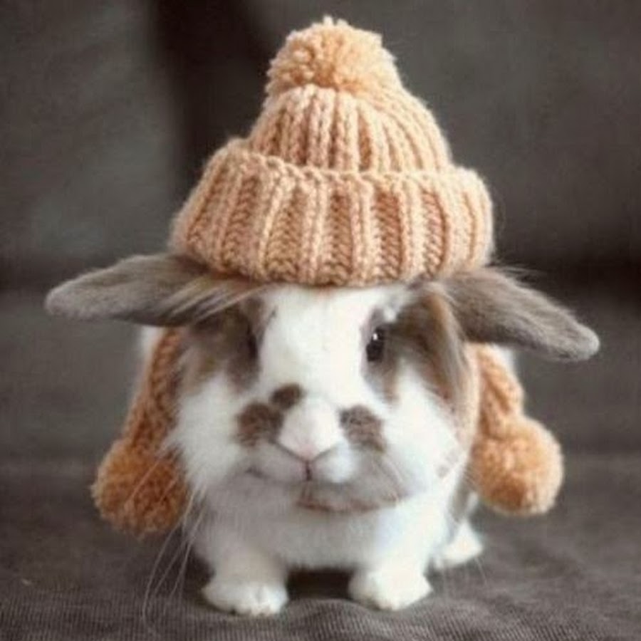Funny Bunny In Woolen Hat