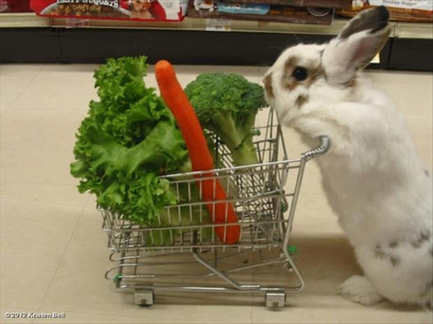 Funny Bunny Shopping Vegetables