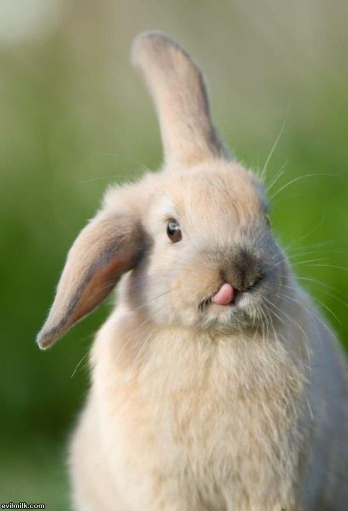 Funny Bunny Showing Tongue
