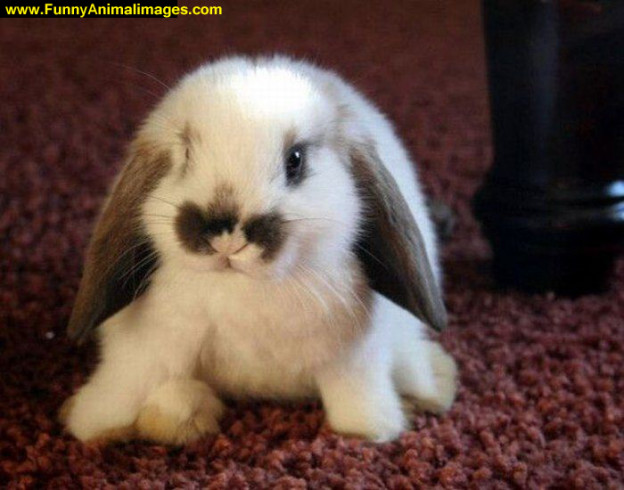 Funny Bunny With Floppy Ears