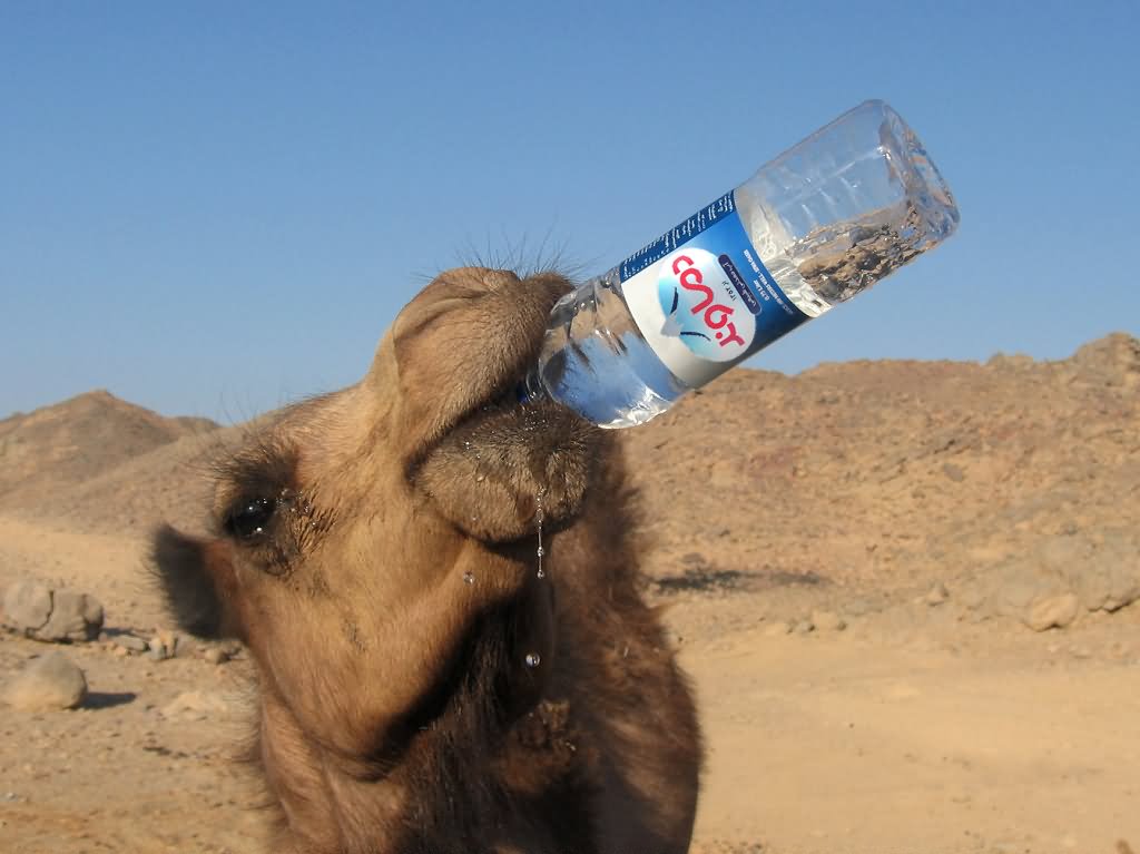 Funny Camel Drinking Water Picture For Whatsapp