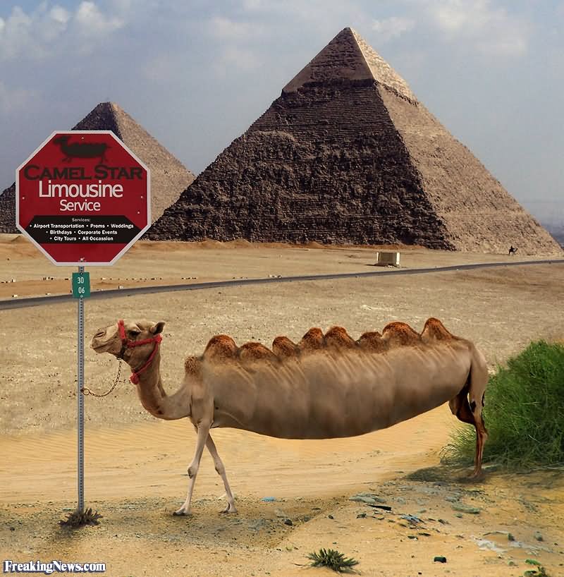 Funny Camel Limousin Service In Egypt