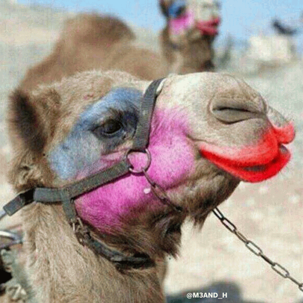 Funny Camel Makeup Face Image