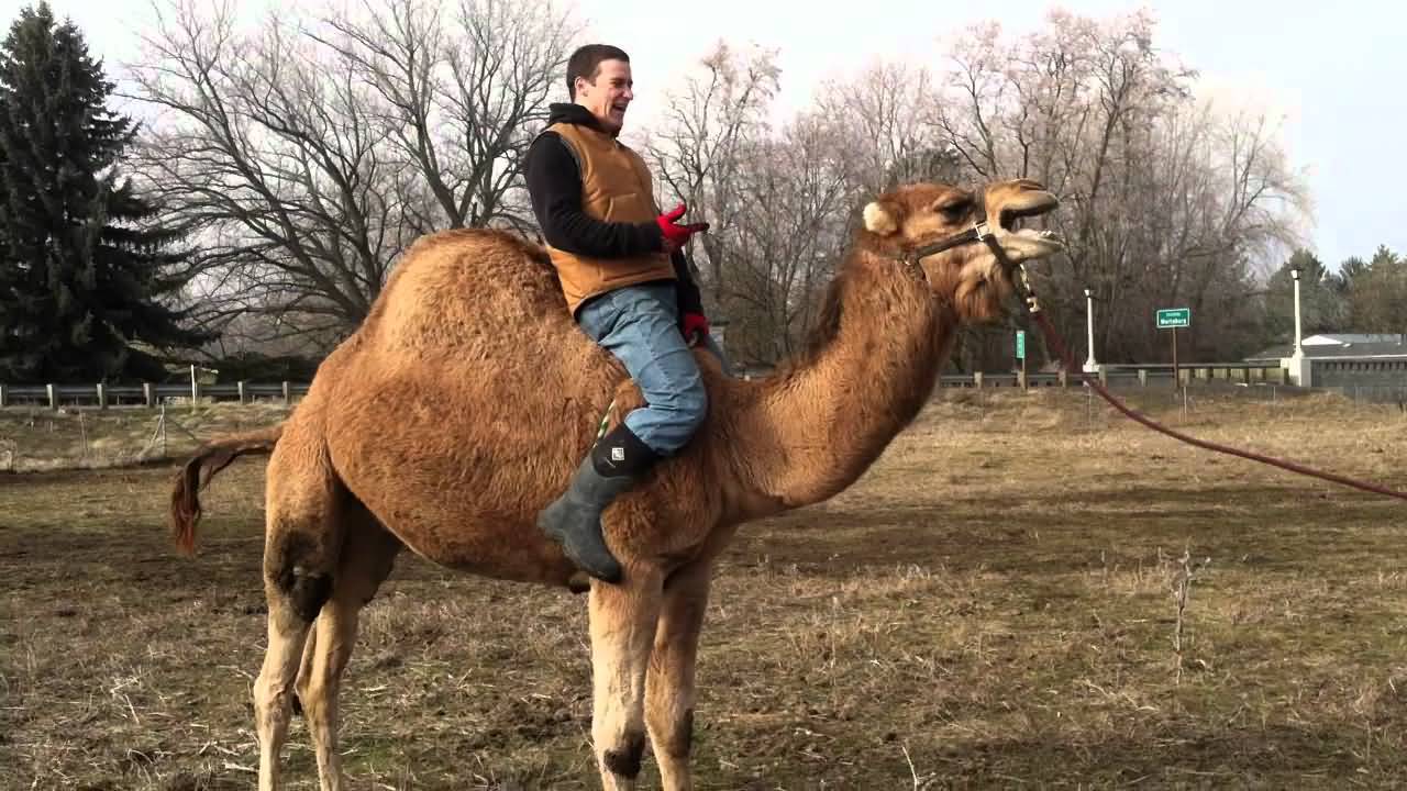 Funny Camel Ride