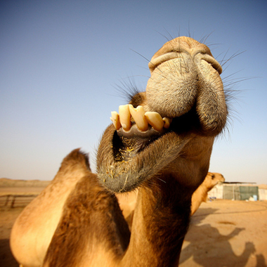 Funny Camel Shows His Teeth