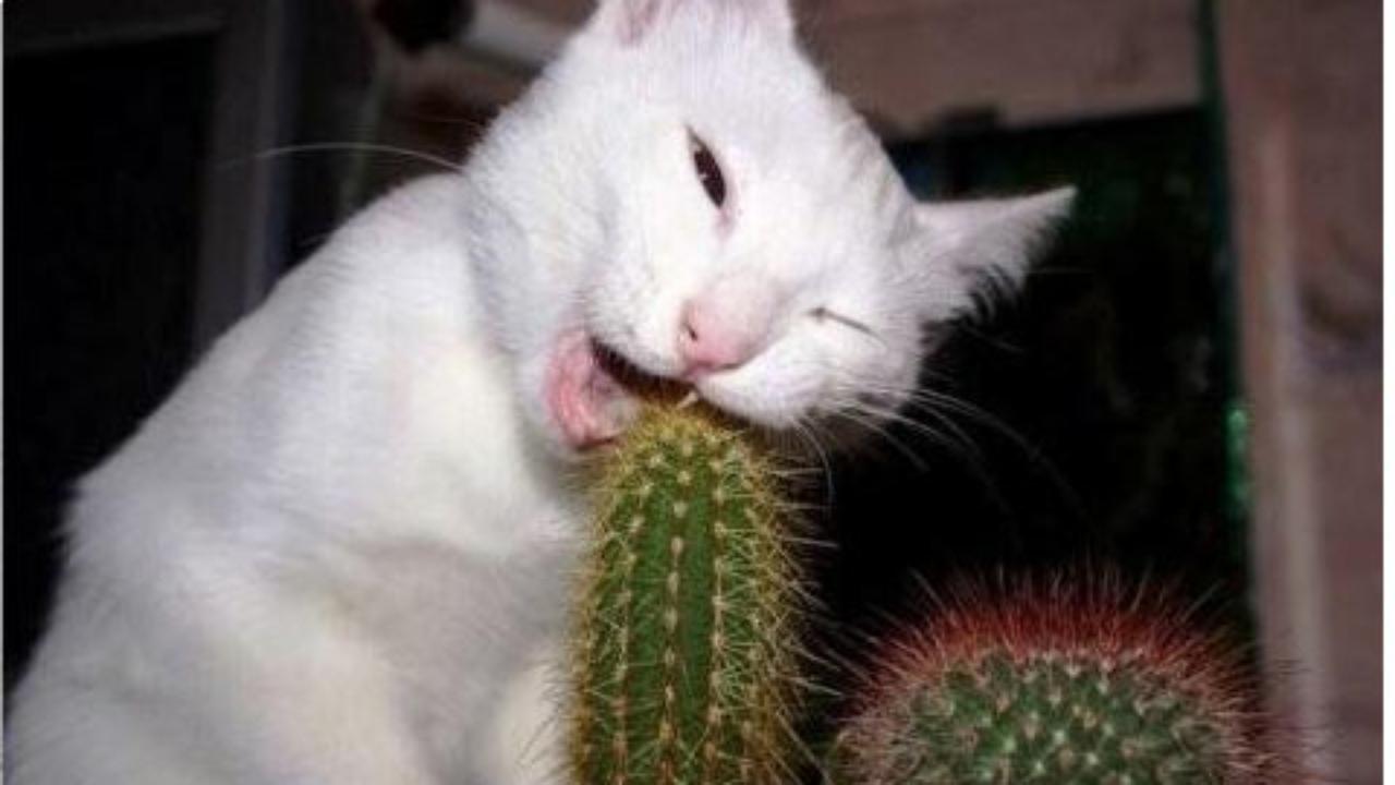 Funny Cat Eating Cactus