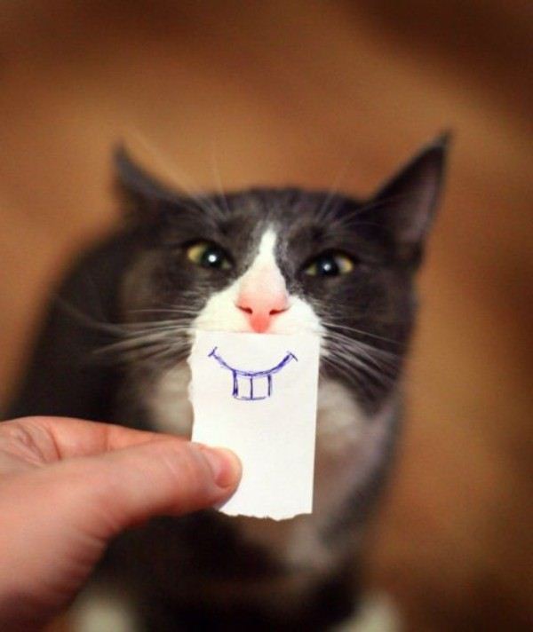Funny Cat Face