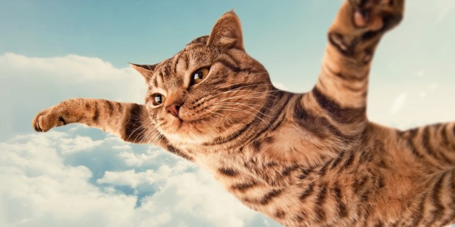 Funny Cat Flying Picture