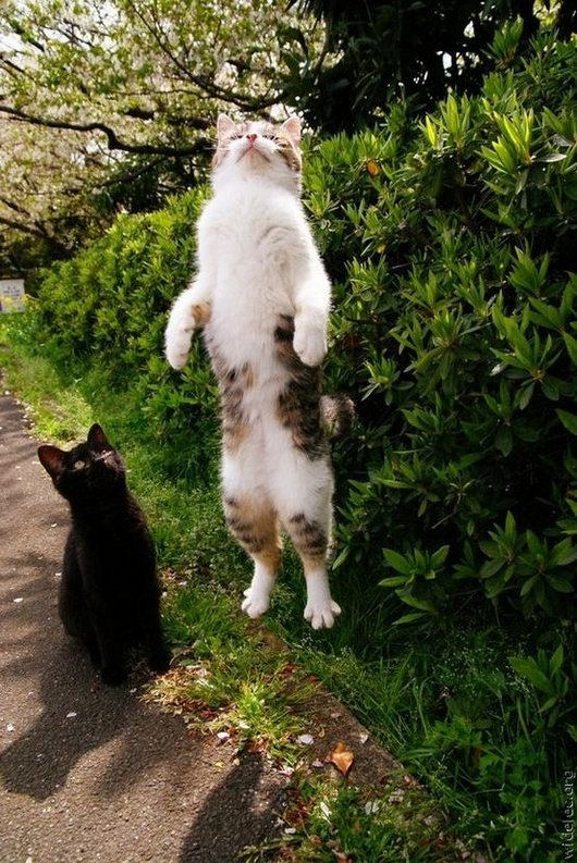 Funny Cat Jumping Picture