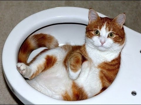 Funny Cat Relaxing In Toilet