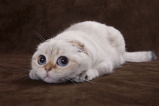 Funny Cat Sad Face Image